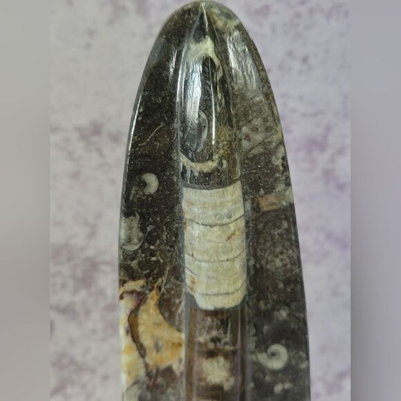 Orthoceras Fossils Self Standing - Picture 14 of 16